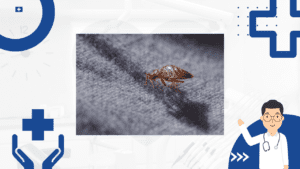 Home Remedies for Bed Bugs with Vinegar: An Effective Solution
